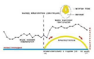 Желтое тело в яичнике при беременности