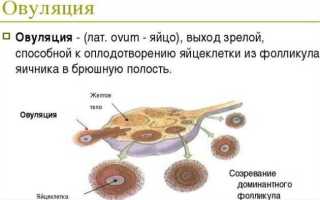 Вздутие живота перед месячными